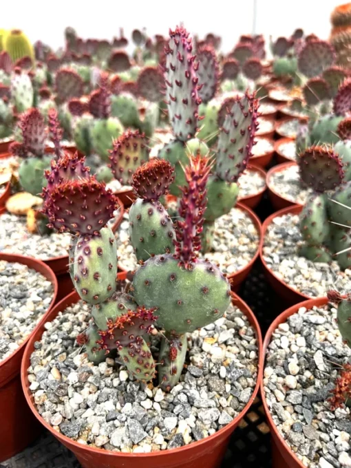 Santa Rita Red Prickly Pear Cactus Live 2,3,6 Pot Opuntia Succulent