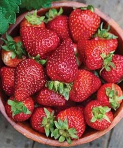 Seascape Strawberry Plants Lot of 10 Bare Root - Sweet Day-Neutral, Disease-Resistant