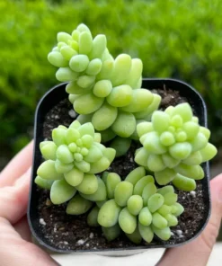 Sedum Burrito Donkey's Tail Succulent Plant 2 or 4 inch Pots