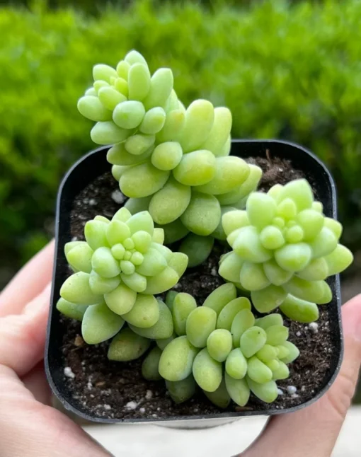 Sedum Burrito Donkey's Tail Succulent Plant 2 or 4 inch Pots