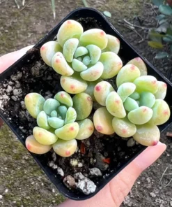 Sedum Clavatum Tiscalatengo Gorge Succulent 2.5'' Pot | Rock Garden Plant Live