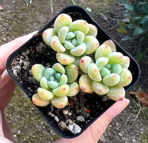 Sedum Clavatum Tiscalatengo Gorge Succulent 2.5'' Pot | Rock Garden Plant Live