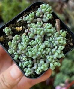 Sedum Dasyphyllum Minor Succulent Live Plant 2 inch Pot Blue Green