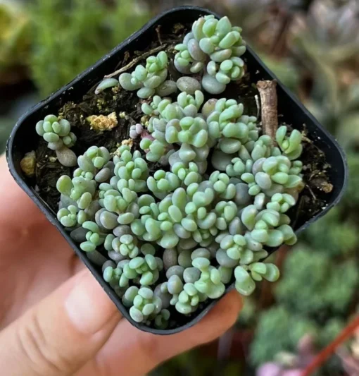 Sedum Dasyphyllum Minor Succulent Live Plant 2 inch Pot Blue Green