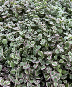 Sedum Little Missy 4'' Variegated Succulent Live Potted Plant