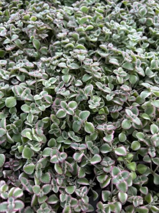 Sedum Little Missy 4'' Variegated Succulent Live Potted Plant