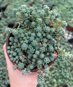 Sedum Major Live Succulent 2-6 inch Pots - Hardy Groundcover Plants