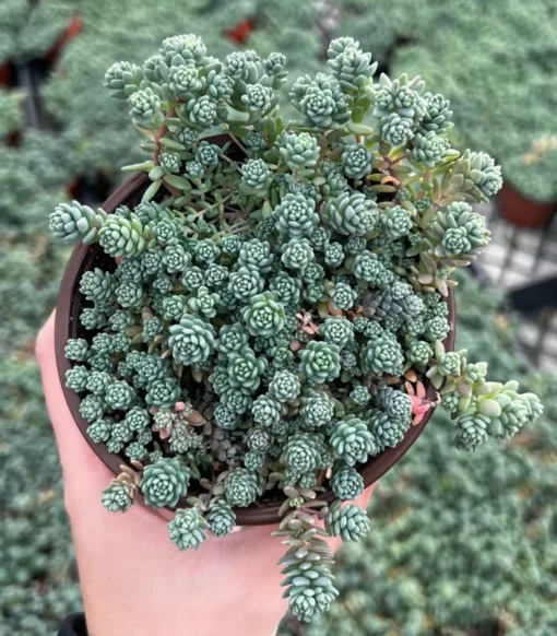 Sedum Major Live Succulent 2-6 inch Pots - Hardy Groundcover Plants