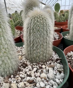 Silver Torch Cactus, Rare Cactus, Large Outdoor Houseplant, 6'' pot, Cactus, Large Outdoor Houseplant, 6'' pot, Cactus