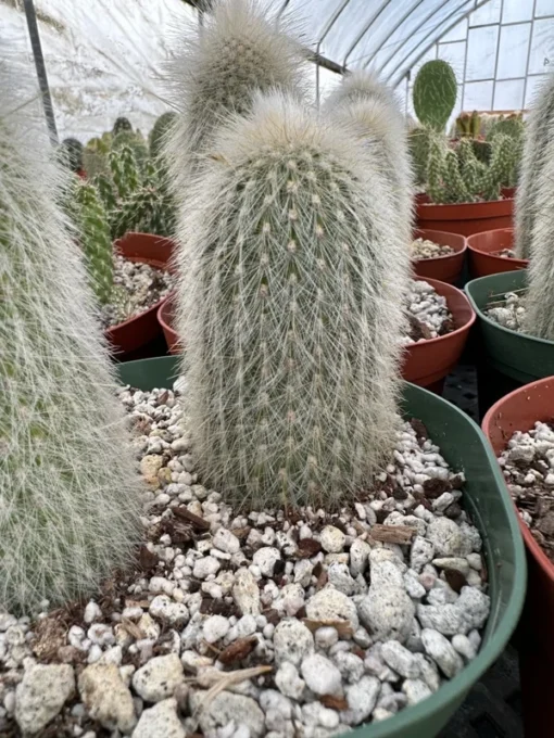 Silver Torch Cactus, Rare Cactus, Large Outdoor Houseplant, 6'' pot, Cactus, Large Outdoor Houseplant, 6'' pot, Cactus