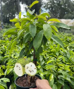 Soursop tree 18” tall. Free shipping