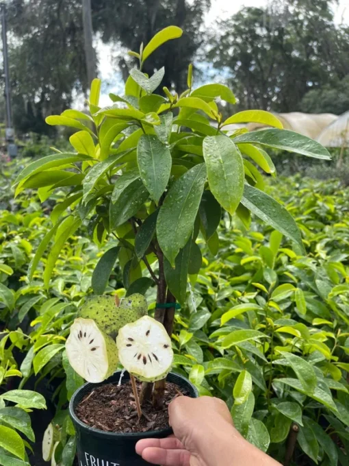 Soursop tree 18” tall. Free shipping