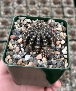 Spider Web Cactus, Black Cactus, Lobivia Arachnacantha, Live Plant in 3.5