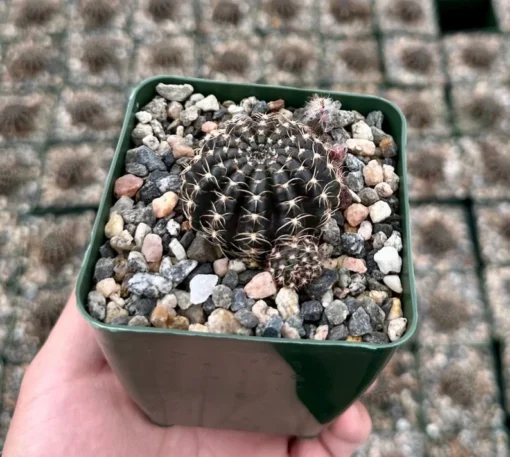 Spider Web Cactus, Black Cactus, Lobivia Arachnacantha, Live Plant in 3.5" pot