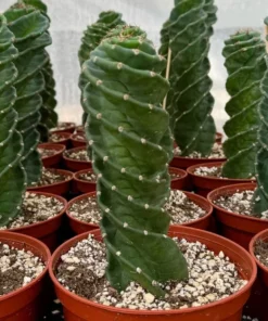 Spiral Cactus Cereus Forbesii Spiralis 6