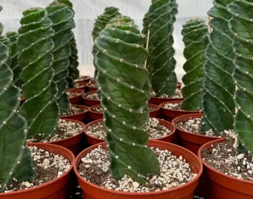 Spiral Cactus Cereus Forbesii Spiralis 6" Pot Blue-Green Rare Cactus