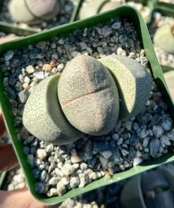 Split Rock Plant | Living Rock Succulent 3.5