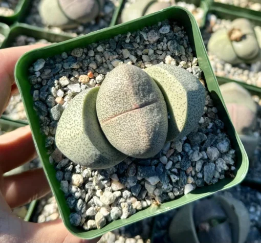 Split Rock Plant | Living Rock Succulent 3.5" Pot | Pleiospilos Nelii