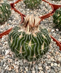 Stenocactus Multicostatus, Brain Cactus in 3