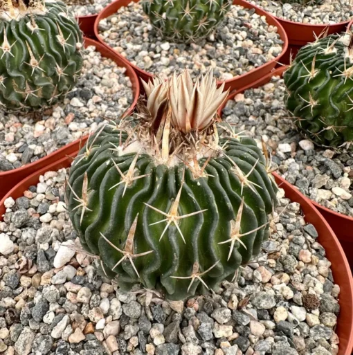 Stenocactus Multicostatus, Brain Cactus in 3", 6" pot