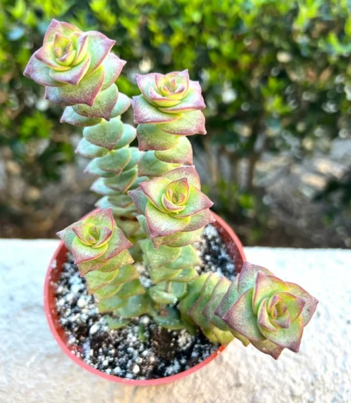 String of Buttons Succulent Live Plant 4 inch Pot | Crassula Perforata