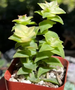 String of Buttons, Trailing Succulent, Rooted Live Plant in 2'' pot