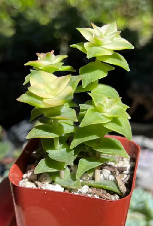 String of Buttons, Trailing Succulent, Rooted Live Plant in 2'' pot