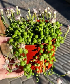 String of Pearls, Hanging Succulent, Trailing Plant, Live Plant in 6'' Hanging Basket