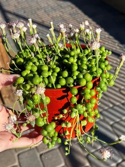 String of Pearls, Hanging Succulent, Trailing Plant, Live Plant in 6'' Hanging Basket