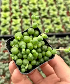 String of Pearls Succulent Live Plant 4 inch Pot Green Trailing Houseplant