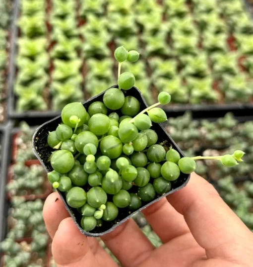 String of Pearls Succulent Live Plant 4 inch Pot Green Trailing Houseplant