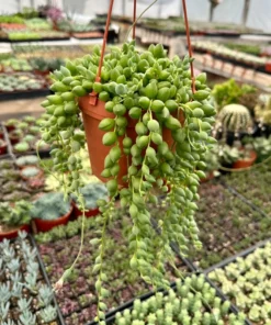 String of Tears Trailing Succulent 4" 6" Pots Green Hanging Plant