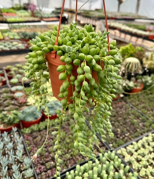 String of Tears Trailing Succulent 4" 6" Pots Green Hanging Plant