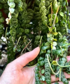 String of Turtles Cuttings - Peperomia Prostrata - Live Succulent Propagations