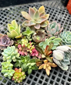 Succulent Cuttings Colorful Succulent Plants No Root