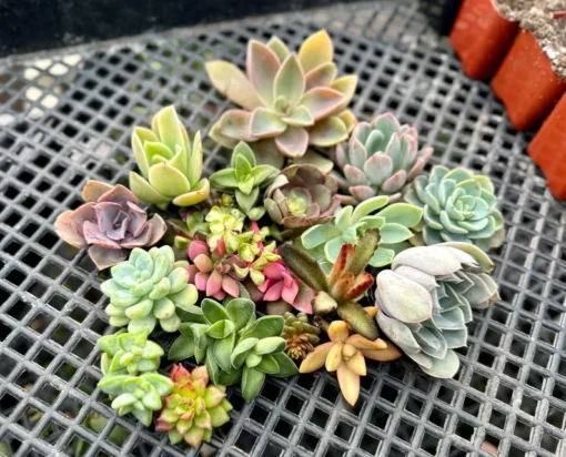 Succulent Cuttings Colorful Succulent Plants No Root