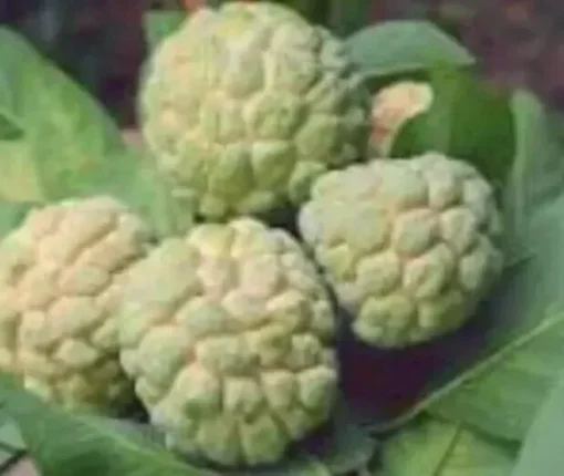 Sugar Apple 5”-9” Live Plant Seedling Tree-Asian Plant Collection / mãng Cầu Na