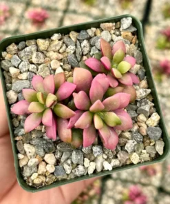 Sunrise Variegated Succulent Pink Plant 2