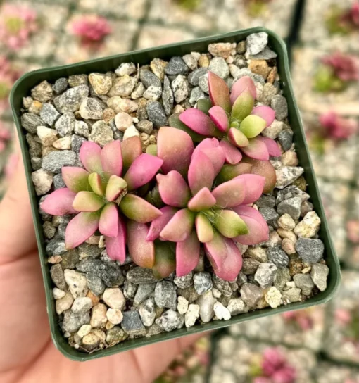 Sunrise Variegated Succulent Pink Plant 2" & 4" Pot | Buy Now