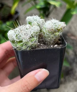 Thimble Cactus - Buy a Thimble Cactus, Mammillaria Gracilis Fragilis. Small Cactus Cluster