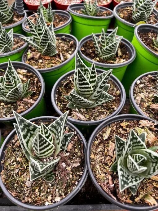 Tiger Aloe, Aloe Variegata, Live Succulent Plant, 4'' Pot