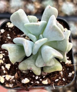 Topsy Turvy Echeveria Succulent 2 inch Pot Blue-Green Live Plant