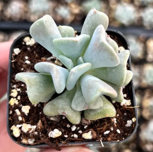 Topsy Turvy Echeveria Succulent 2 inch Pot Blue-Green Live Plant