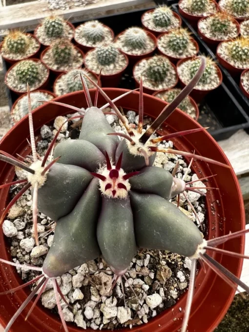 Townsend Barrel Cactus, Rare Cactus, Unique Plant in 3'', 6" pot