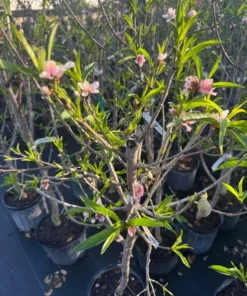 Tropical Beauty Peach Tree – 4ft Tall – Fresh & Healthy for Planting