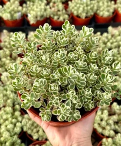 Two-row Stonecrop, Dragon's Blood, Sedum Spurium, Live Plant in 2