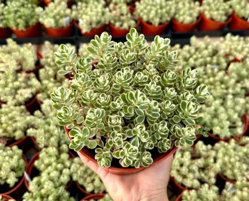 Two-row Stonecrop, Dragon's Blood, Sedum Spurium, Live Plant in 2", 4", 6" pot