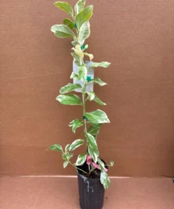 VARIEGATED PINK LEMON Tree (Grafted) 3 Feet Tall.