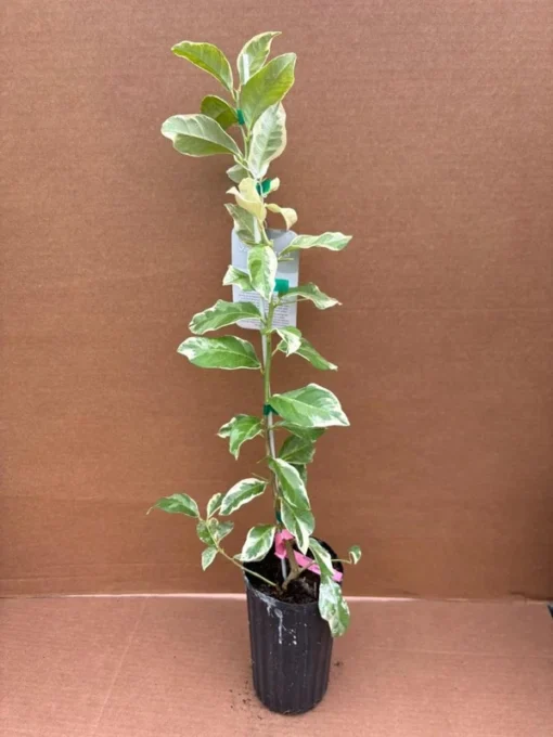 VARIEGATED PINK LEMON Tree (Grafted) 3 Feet Tall.