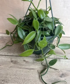 Vanilla Planifolia Orchid Large 8